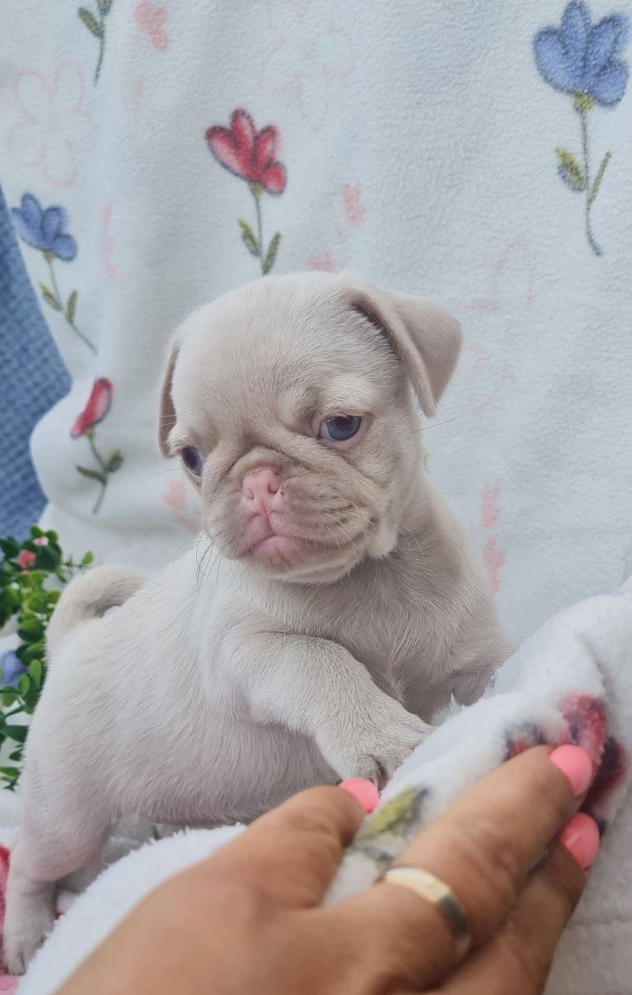 Excelente Pug Pink Carlin, exótico maravilhoso