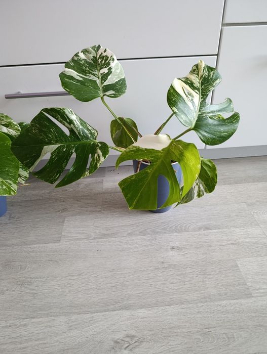 Монсте́ра делікате́сна варієгатна Альба 20см Monstera Alba