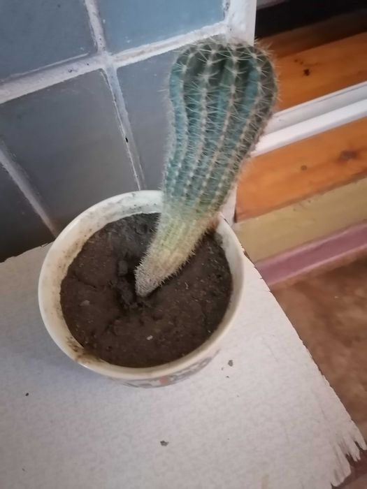 Комнатный кактус .