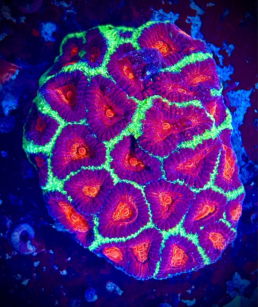 Favites Red Eye Green Fluo koralowiec akwarium morskie