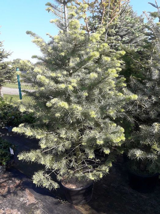 jodła kalifornijska w donicy duża