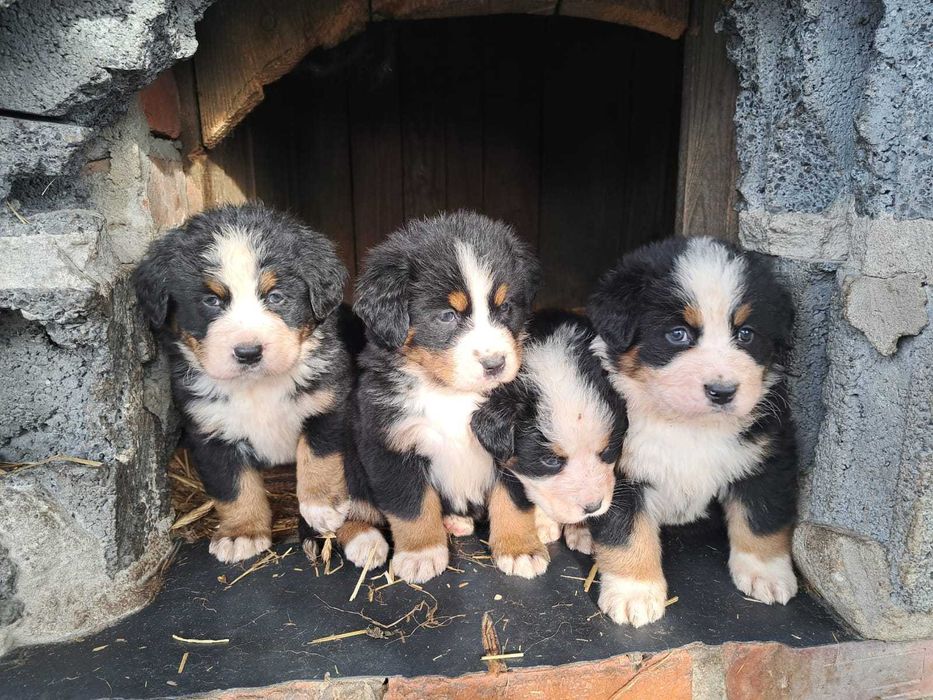 Berneński pies pasterski