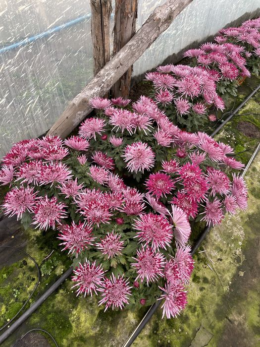 Chryzantemy dąbki kwiaty