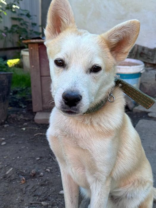 Віддається собака