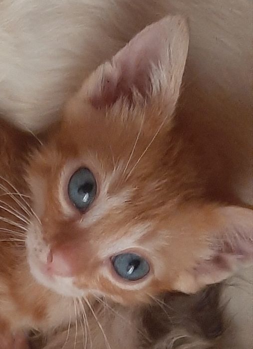 Руде бенгальське кошеня