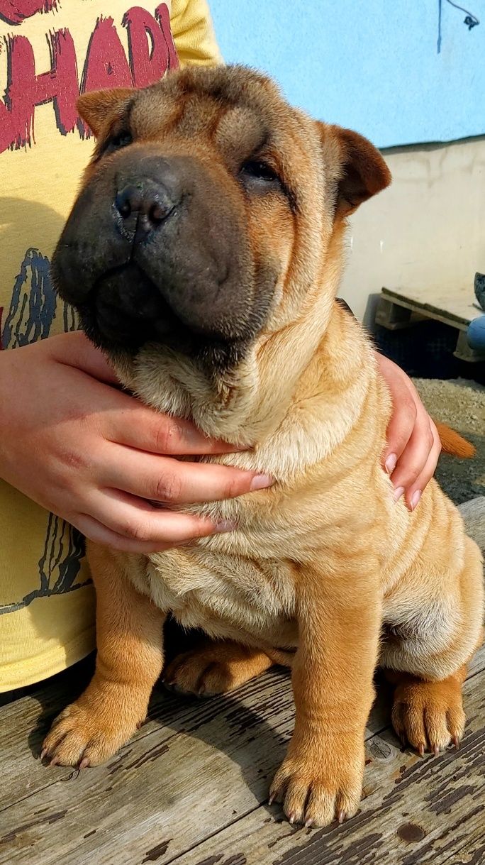 Shar pei ,sunia z rodowodem,Blair