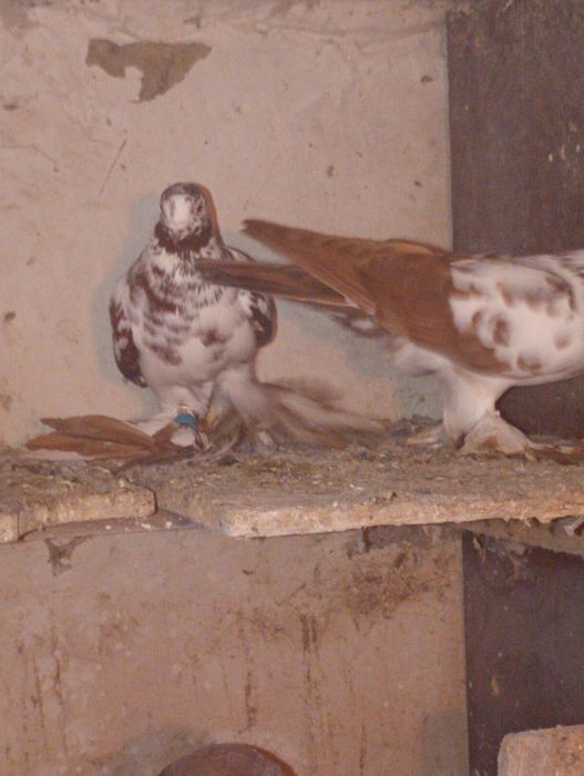 Widyny czarne i czerwone