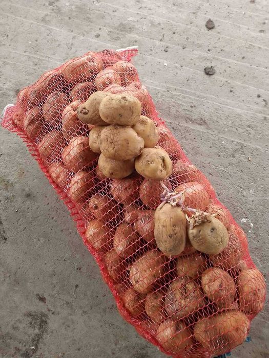 Картопля , бараболя , картошка ,високо ефективних сортів