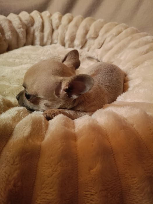 Chihuahua suczka