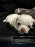 Chihuahua com LOP e Afixo Pedigree