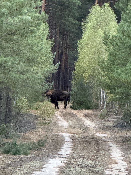 Sylwester z klimatem w Villa Drawa, 3 dni pełen pakiet!
