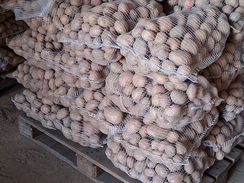 Sprzedam ziemniaki jadalne irga catania noya ignacy