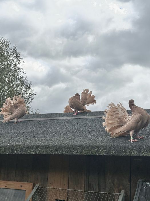 Pawiki żółte młode