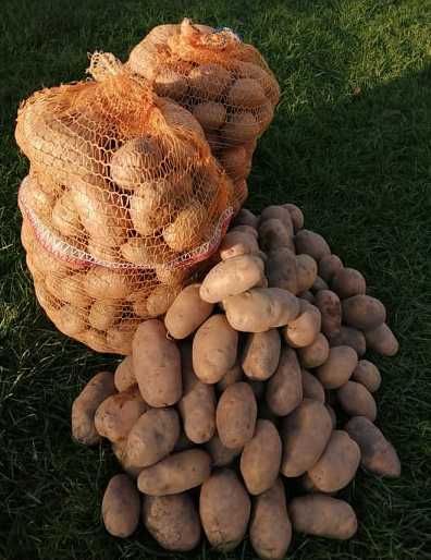 Ziemniaki  15 kg
