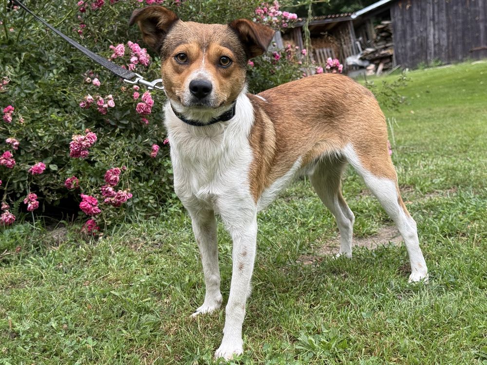 Dwa wyrzucone psiaki blagaja o dwoje adopcje!