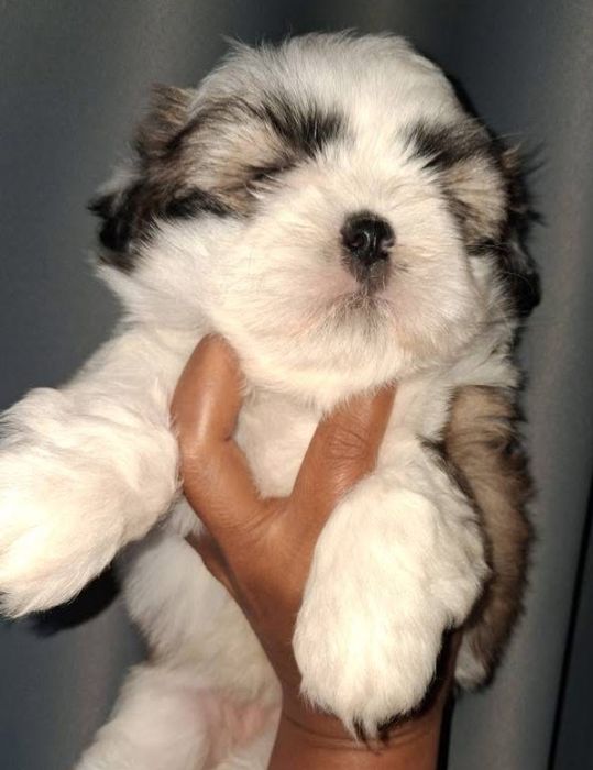 Shih-tzu macho top