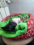 Jacuś i Agatka do adopcji