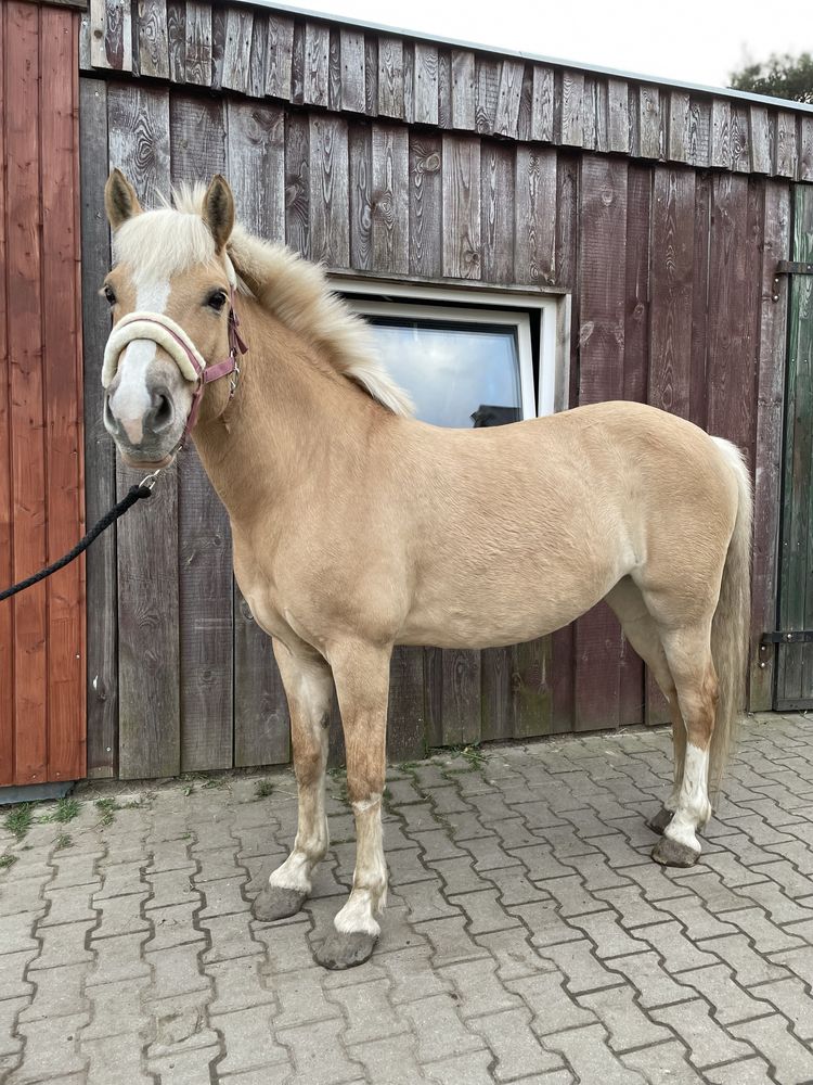 sprzedam klacz haflinger