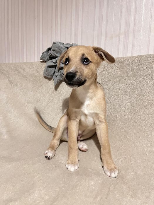 Хлопчик, дуже лагідний, орієнтований на людину в пошуках родини