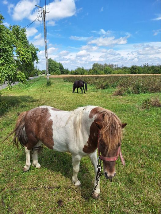 Sprzedam pare kucyków