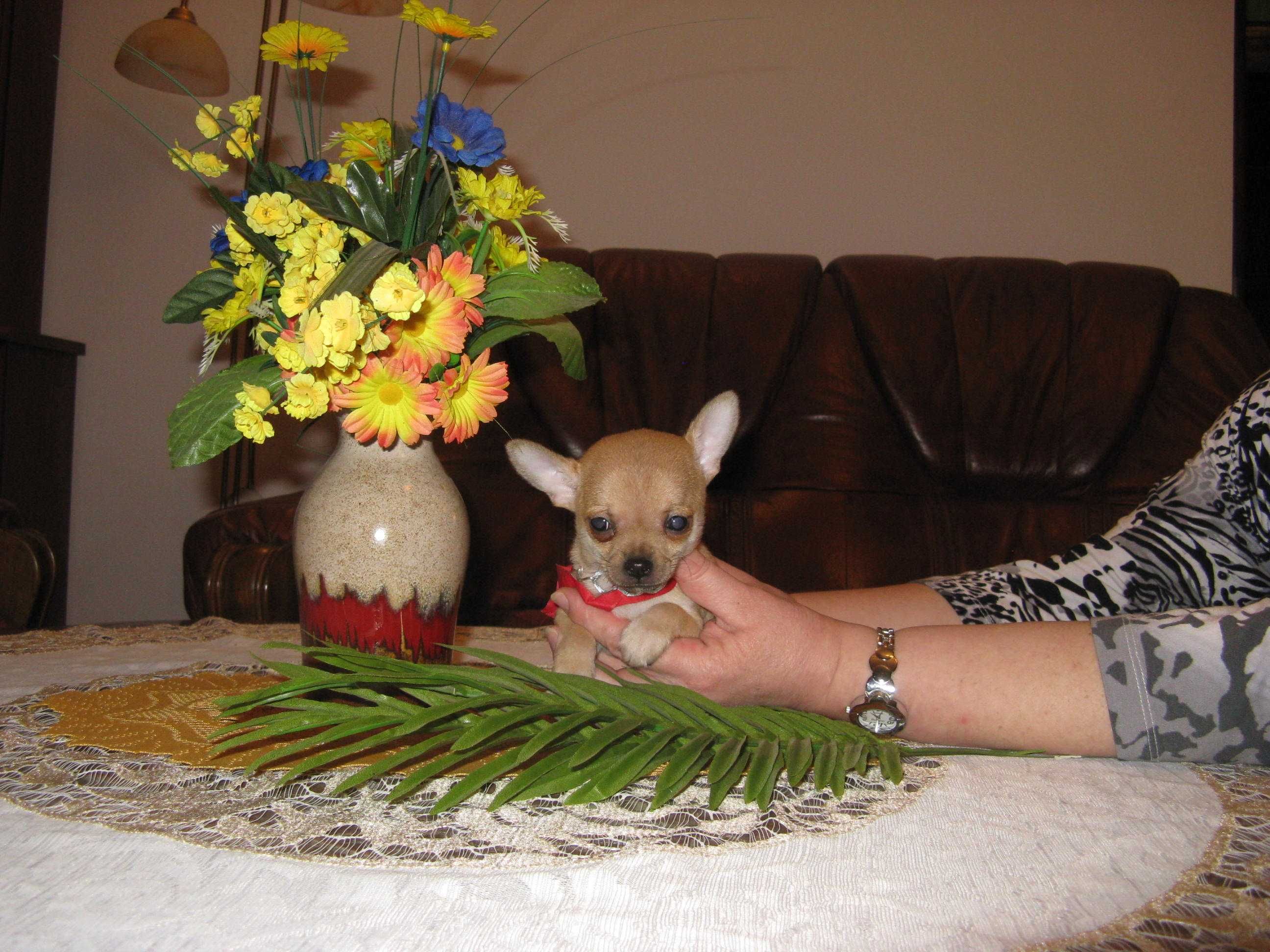 Chihuahua śliczna wyjątkowa mini biszkoptowa sunia