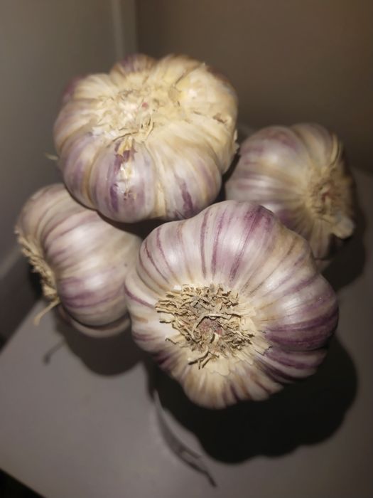 Czosnek Harnaś 7 cm DUZY