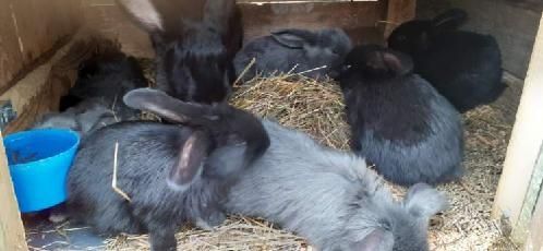 Króliki Barany, Kalifornijskie, Belgijskie