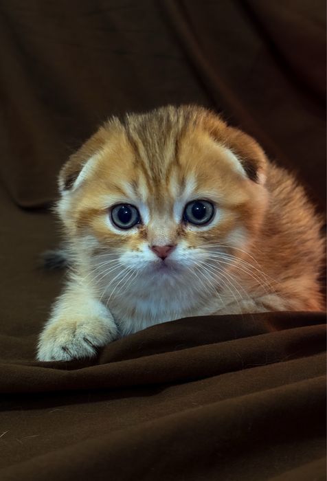 Висловухі шотландські кошенята, шотландське висловухе кошеня, хлопчки