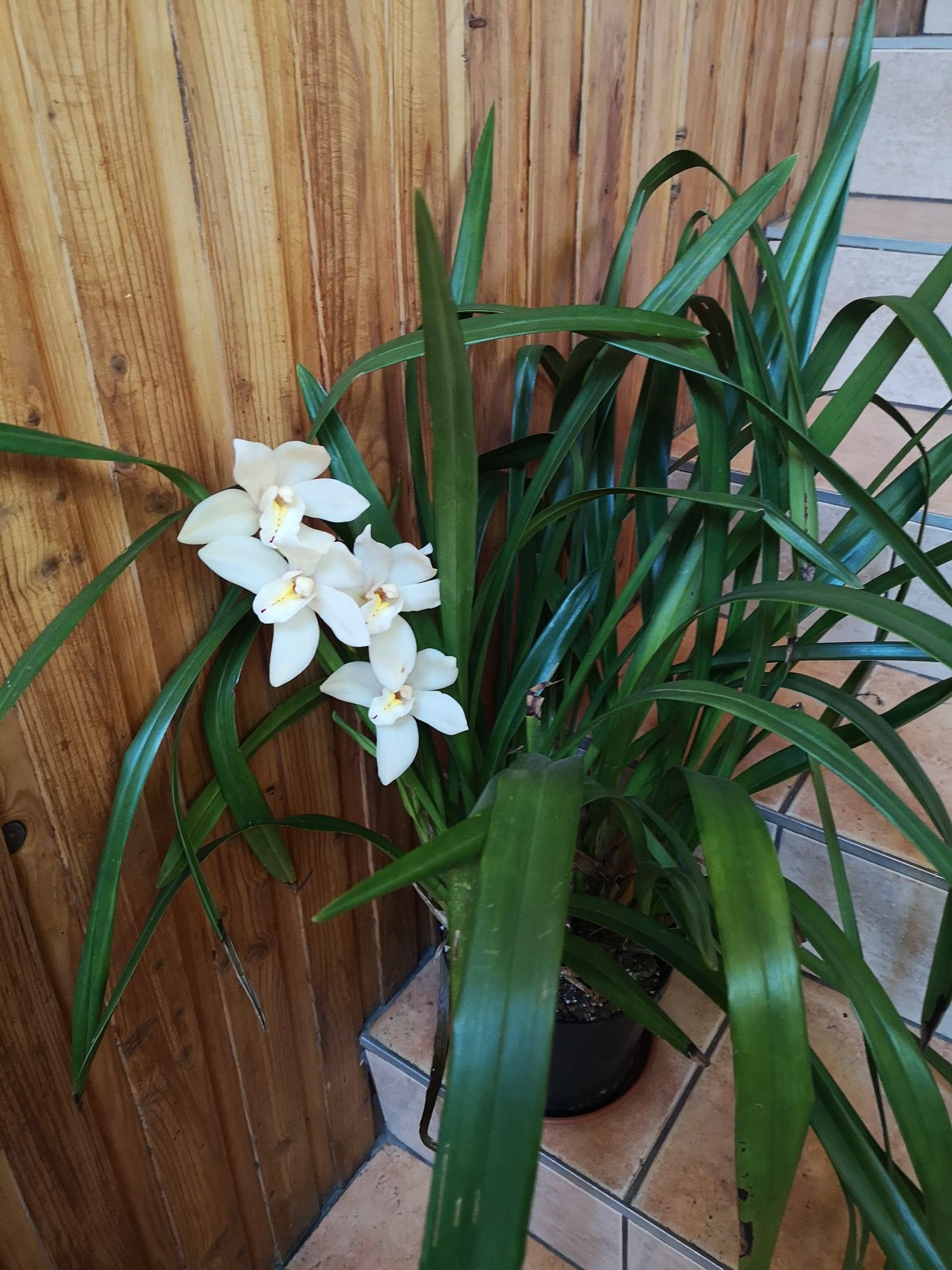 cymbidium storczyk