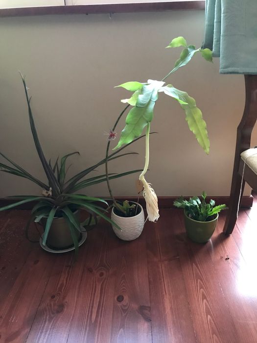 Epifilum epiphyllum młoda sadzonka jasne kwiaty