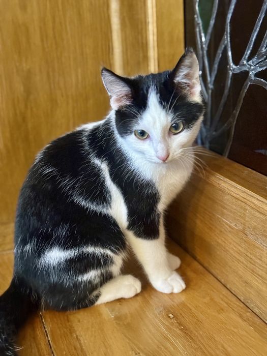 Kotek 3 miesięczny kocurek