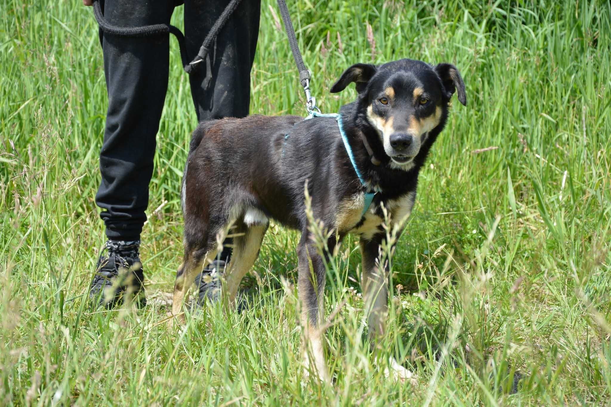Onyx kocha wszystkich ludzi ADOPCJA