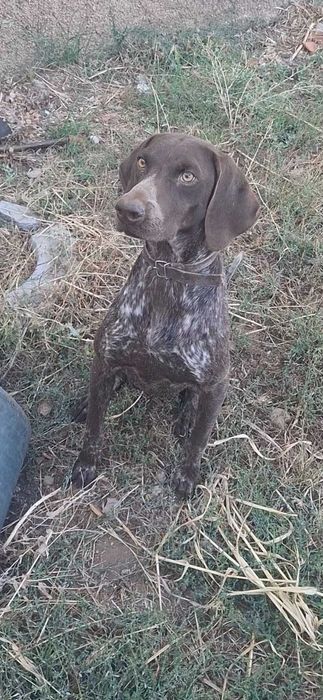 Braco alemão cerca de 1 ano