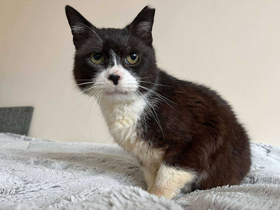 Błagam o dom dla chorego kota :( ma niewiele czasu :(