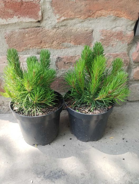 Сосна Кримська, чорна Австрійська, гірська та інші