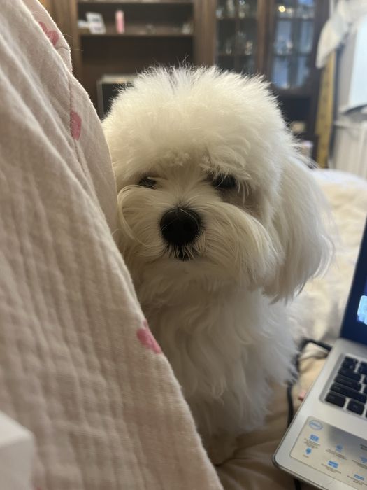 Мальтезе ищет невесту