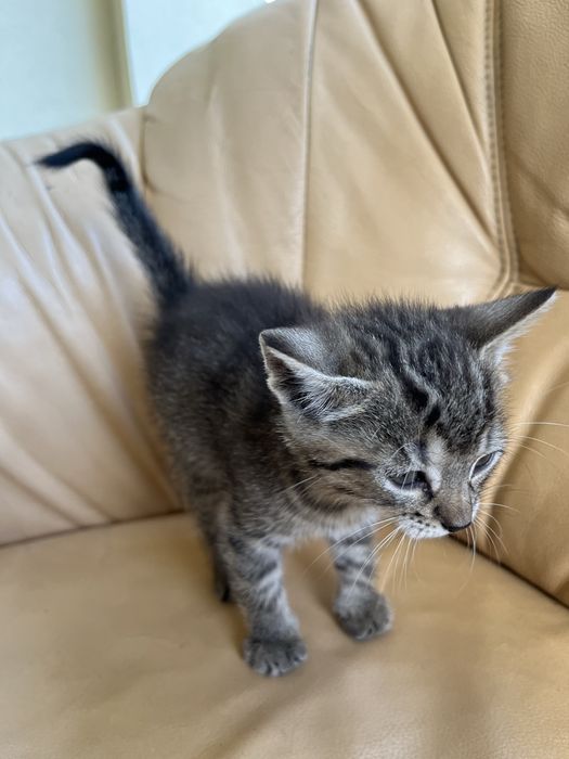 4 male kotki szukaja domu