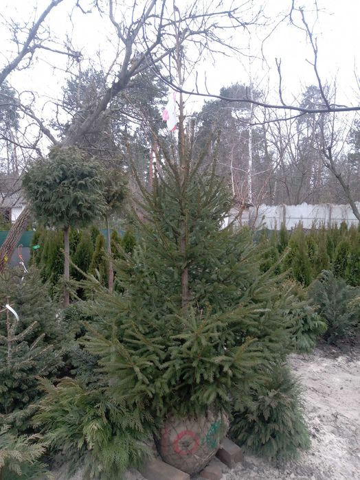 Ель Глаука, Сербская, Смерека. от двух до четырех метров.Большой выбор