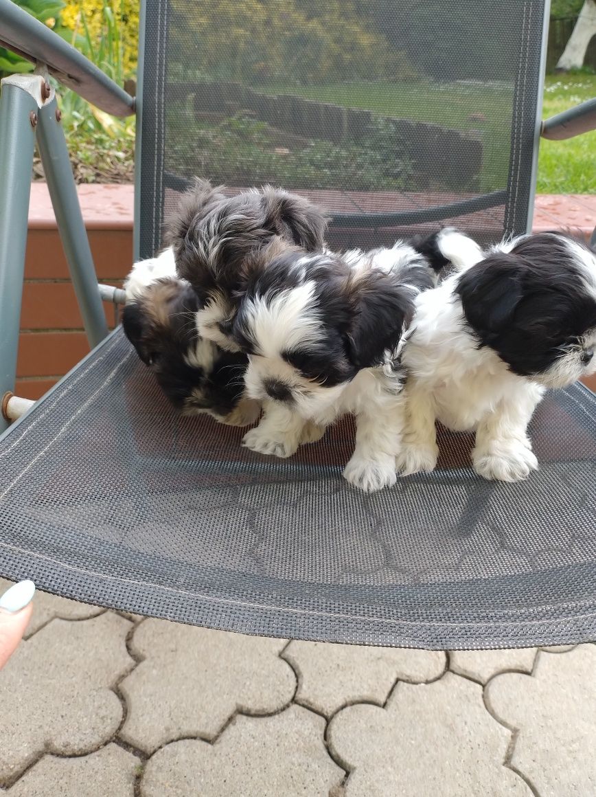 Sprzedam Pieska SHIH TZU