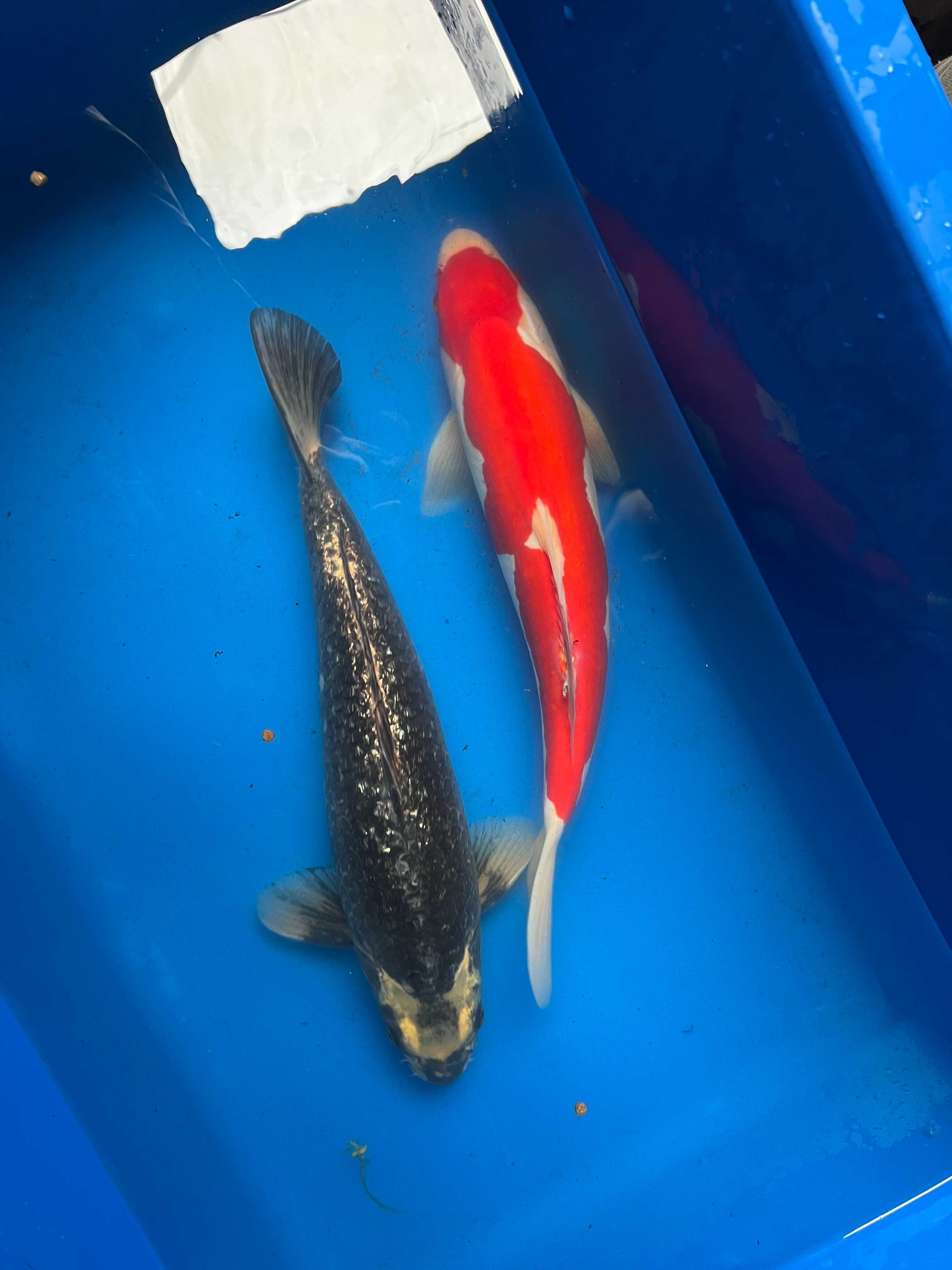Oryginalne Karpie Koi