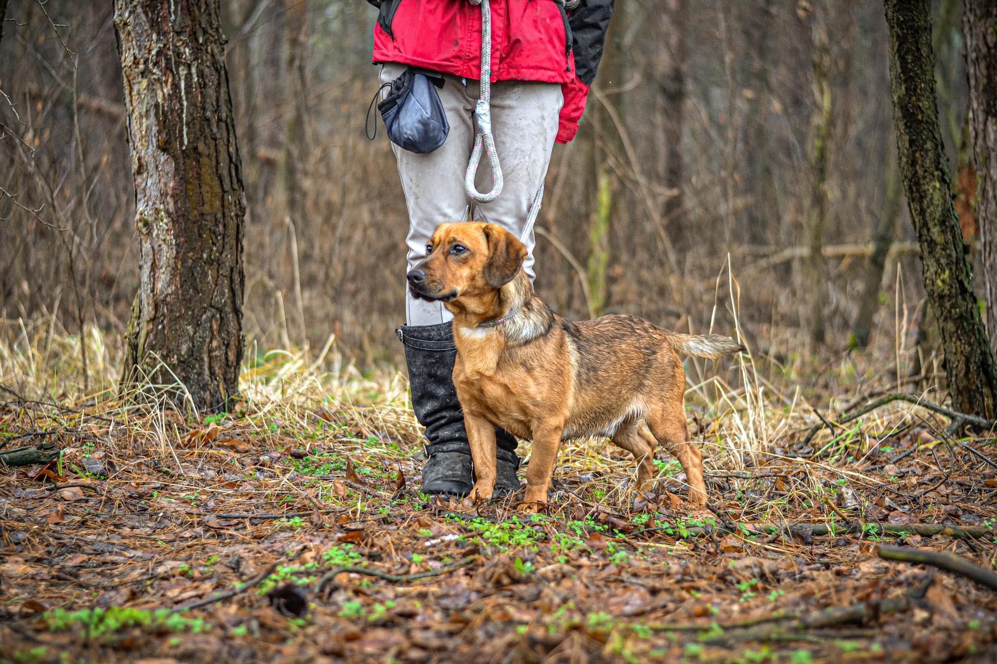 Młody, rudy pies do adopcji