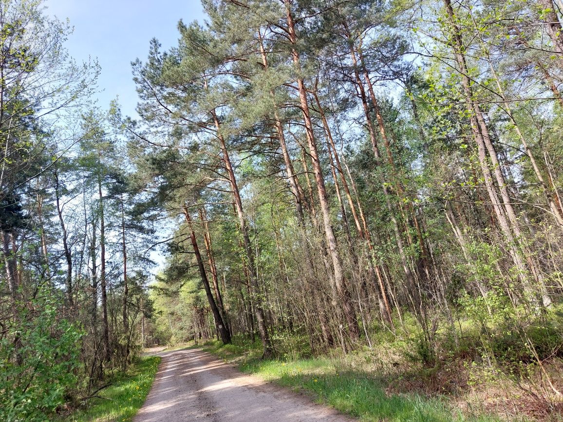 Las, działka leśna o pow 4,3ha Marysin, gm.Strachówka