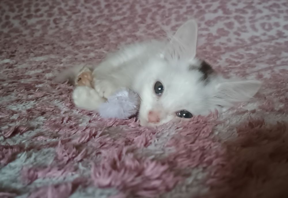 Милюще кошеня хлопчик шукає родину і дім, віддам в добрі руки