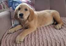 Złoty Golden retriever