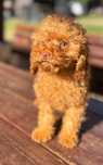 Pudel toy/miniatura suczka