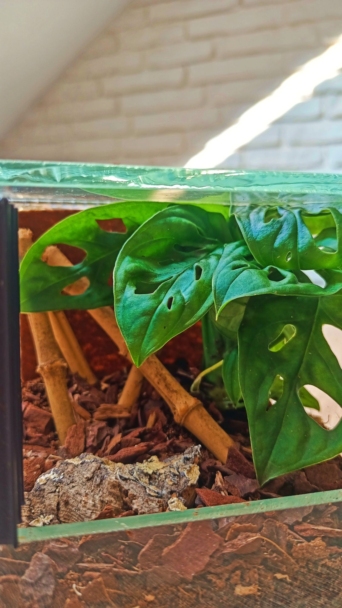 Gotowe Terrarium 10x10x10+Żywe Rośliny+GRATIS