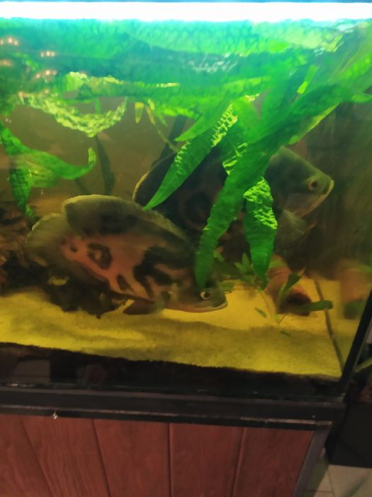 Pielęgnice pawiookie, para