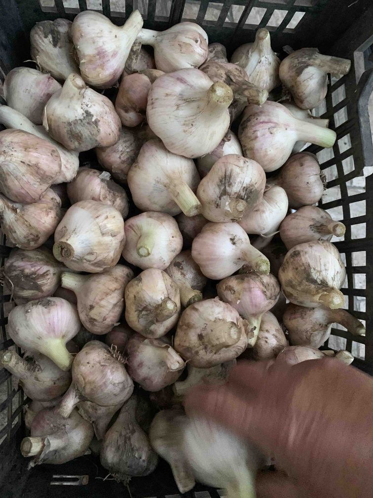 Часник сорту любаша