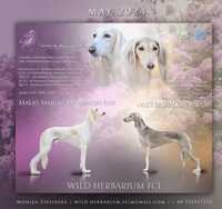 Miot saluki - Wild Herbarium FCI