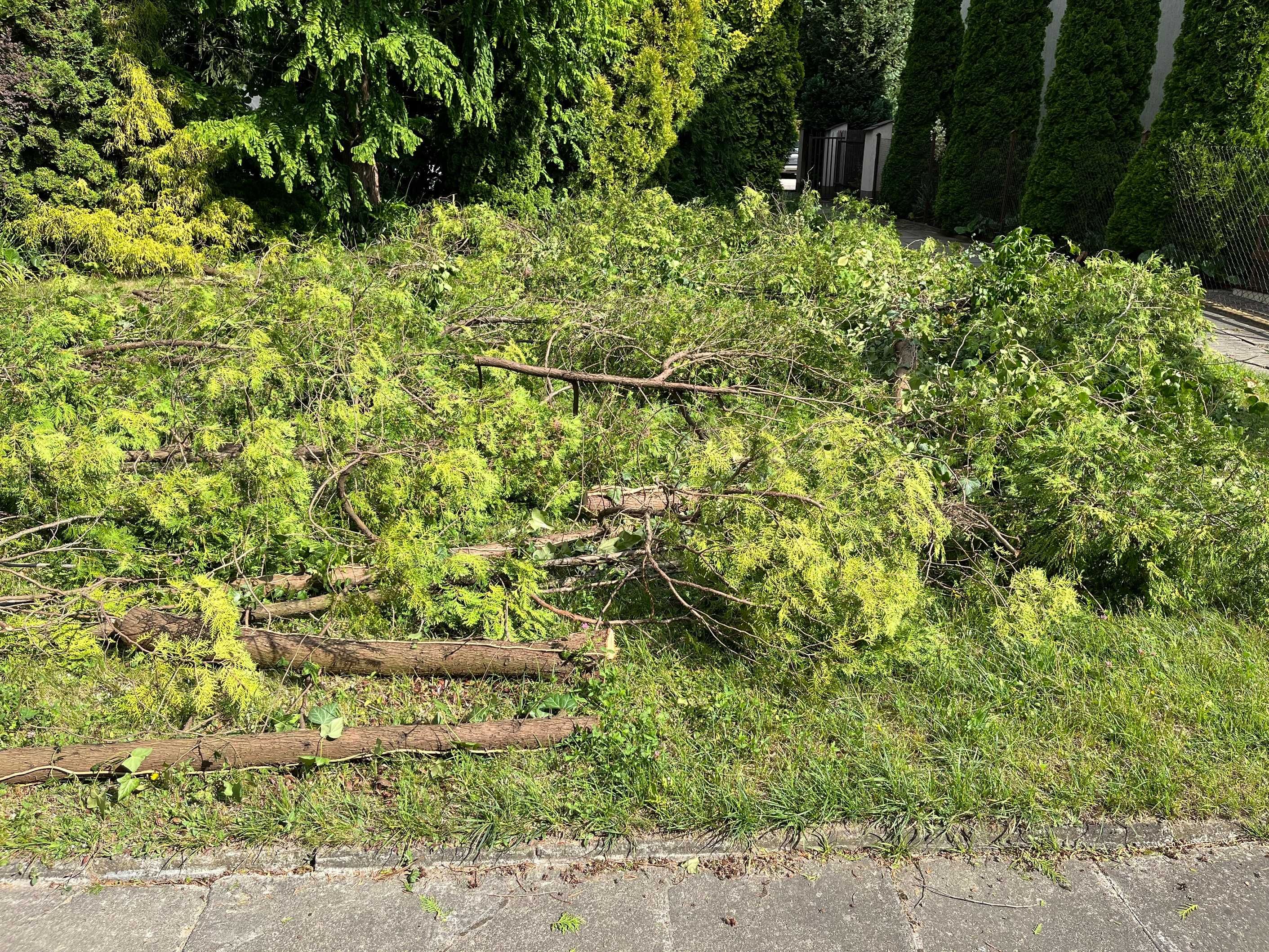 Oddam za darmo drewno opałowe - tuja - 14 ściętych - dobry dojazd